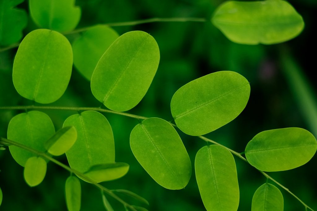 Dried Moringa Leaves (Moringa oleifera) 40g